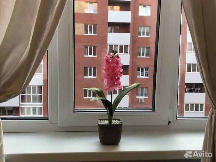 Гиацинт декоративные цветы в горшках