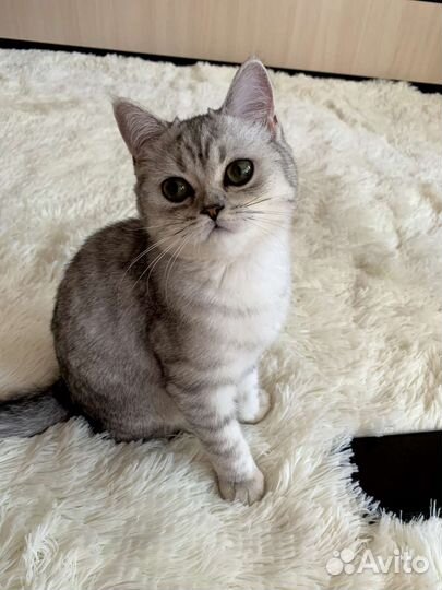 Шотландский Мальчик Страйт