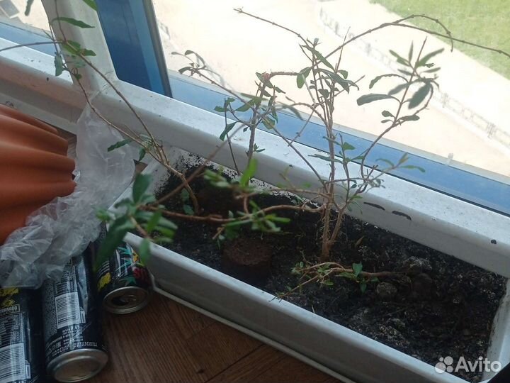 Растения гранат, фикус, цитрусовые