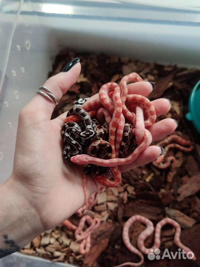 Маисовый полоз Змея прирученная