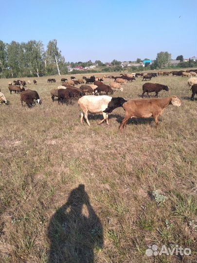 Овцы,бараны,ягнята