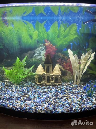 Аквариум