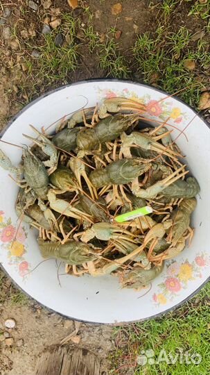 Живой рак