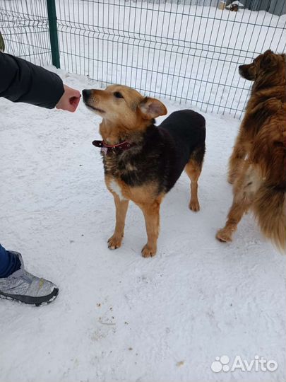 Собака из приюта в добрые руки бесплатно ищет дом