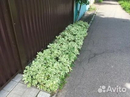 Сныть пестролистная