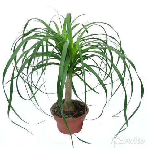 Нолина (бокарнея или бутылочное дерево), детки