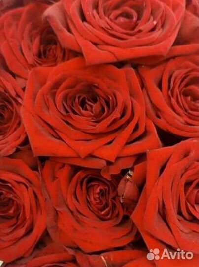 Роза на день днаний 1сентября