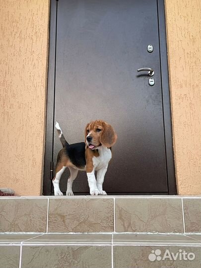 Щенки бигль РКФ