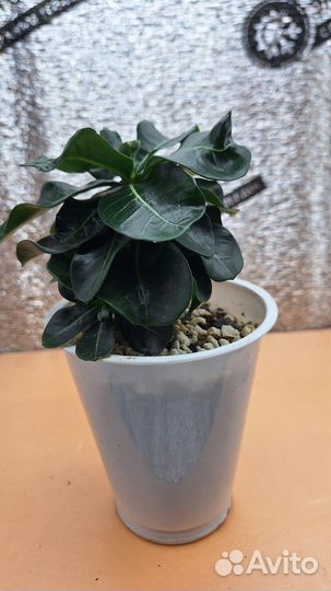 Адениум mini red size