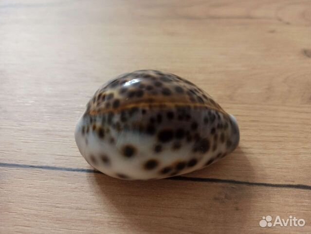 Морская раковина