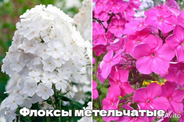 Сантолина,астра,флоксы,хризантема,барвинок