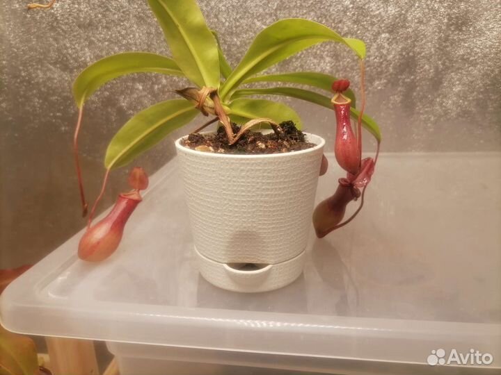 Непентес Вентрата