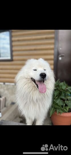 Вязка самоед