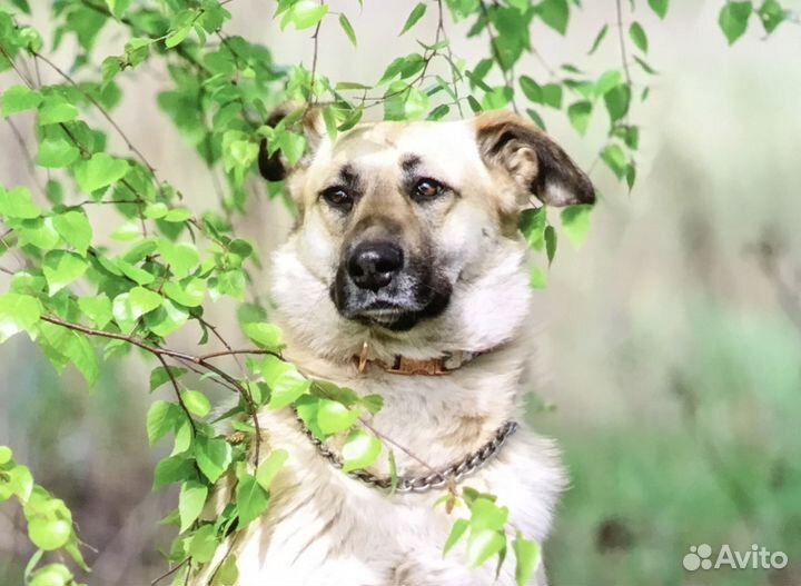 Красавица Дороти мечтает о доме