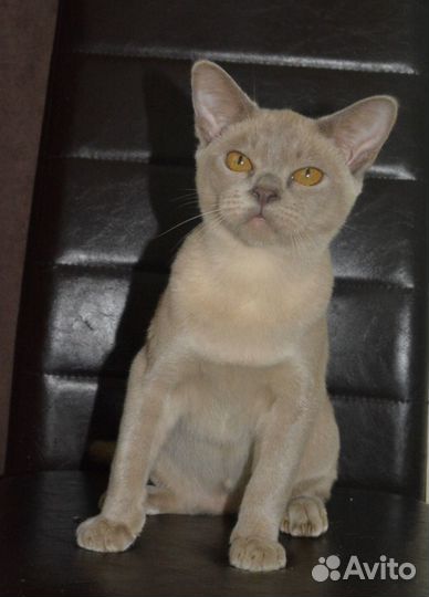 Бурманский котик