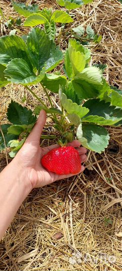 Рассада клубники, земляники