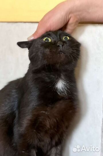 Черный кот в поисках дома