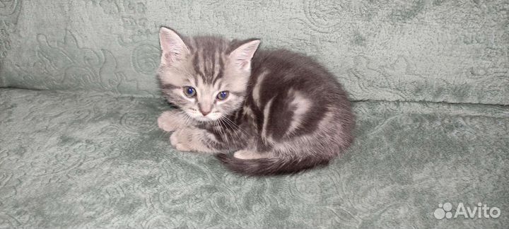 Британские котята