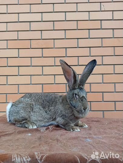 Кролики бельгийский великан