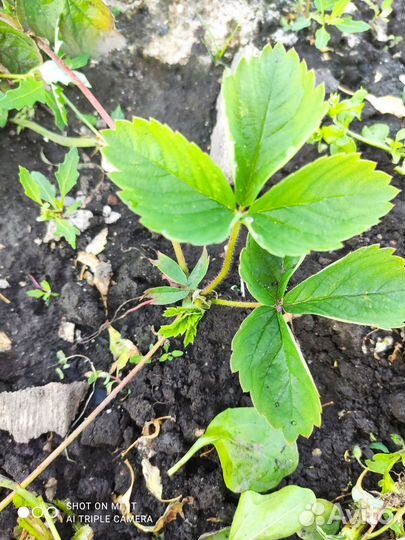 Клубника ананасная