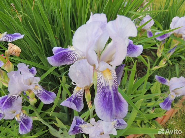 Ирисы бородатые