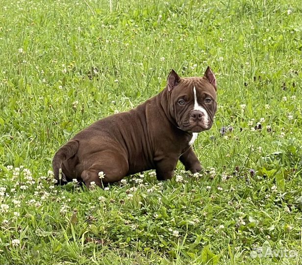 Американский булли микро