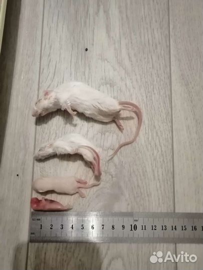 Мыши крысы кормовые взрослые, голыши