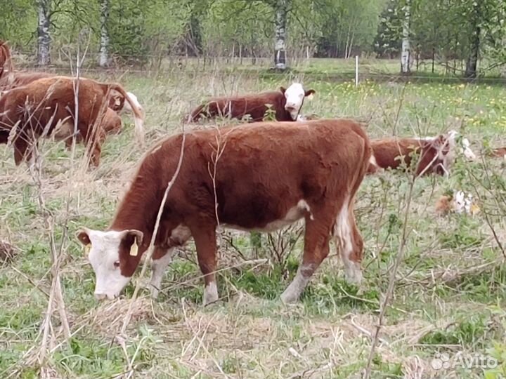 Телки герефорд