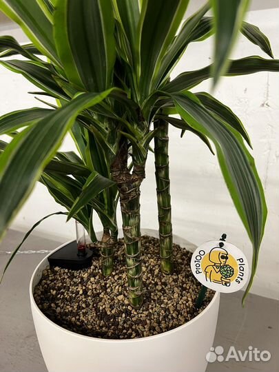 Драцена лемон лайм 3 ствола H 120 см /лечуза