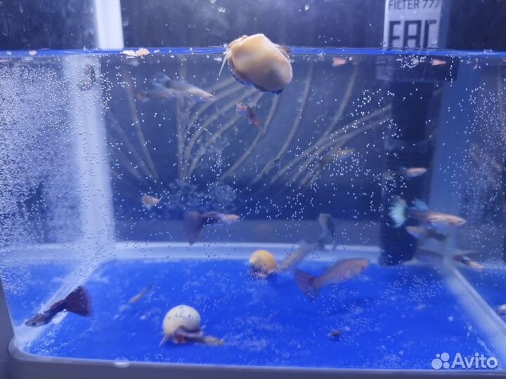 Аквариум