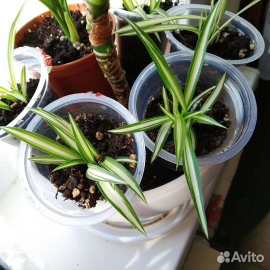 Хлорофитум