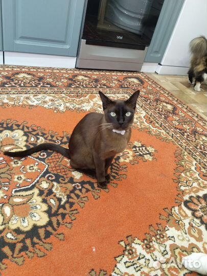 Бурманский