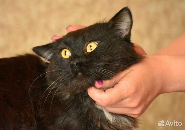 Ищет дом Кот Бегемот