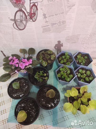Фиалка в горшках