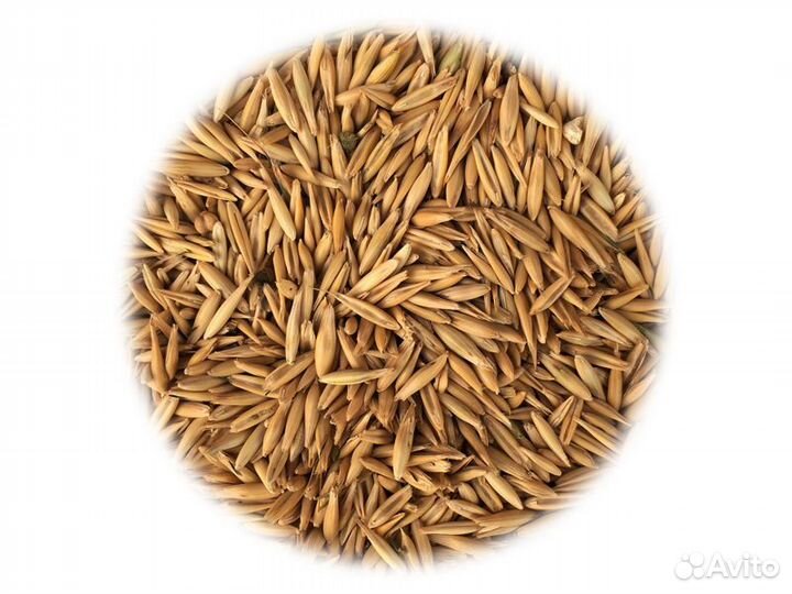Солод Овсяный (Курский солод) 1 кг