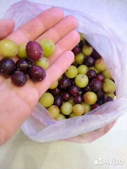 Ягода свежемороженая домашняя