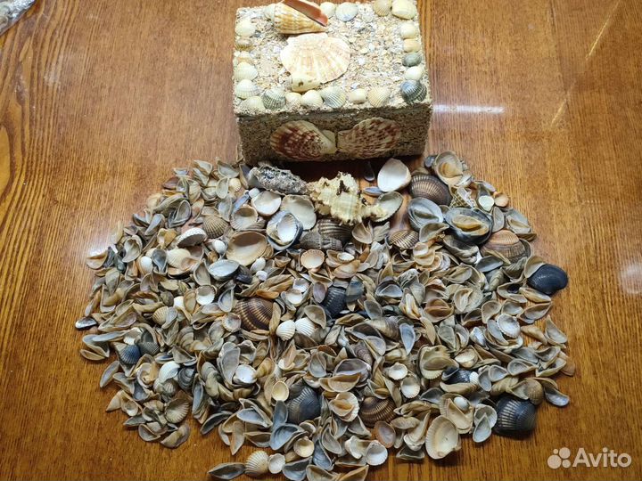 Морские ракушки