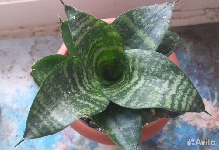 Сансевиерия ханни молодая