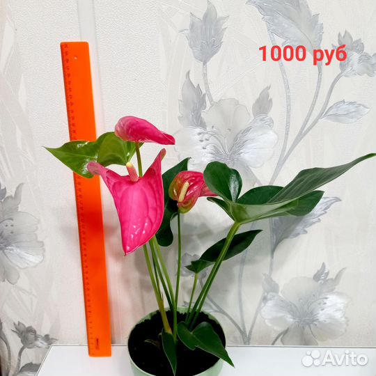 Антуриум/ярко-розовый