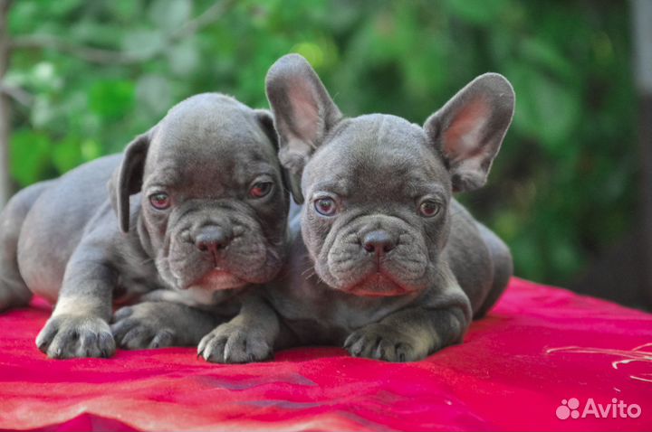 Мальчики голубой подпал французики с документами