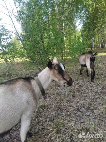 Молоко козье