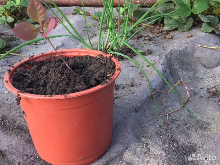 Скумпия кожевенная саженцы