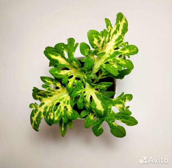 Колеусы вегетативные