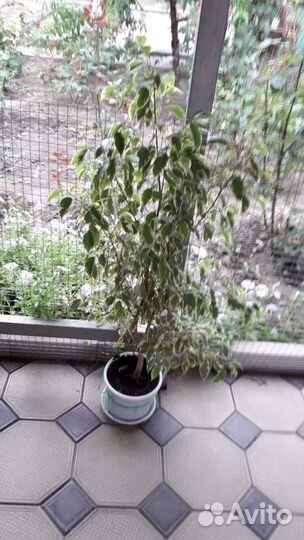 Фикус бенджамина