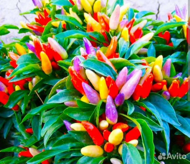 Перец комнатный острый