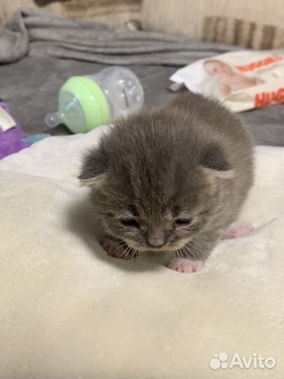 Кошки бесплатно