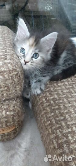 Котята мейн-кун