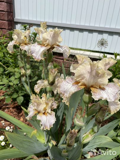 Ирис бородатый, делянки