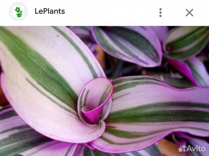 Традесканция розовая