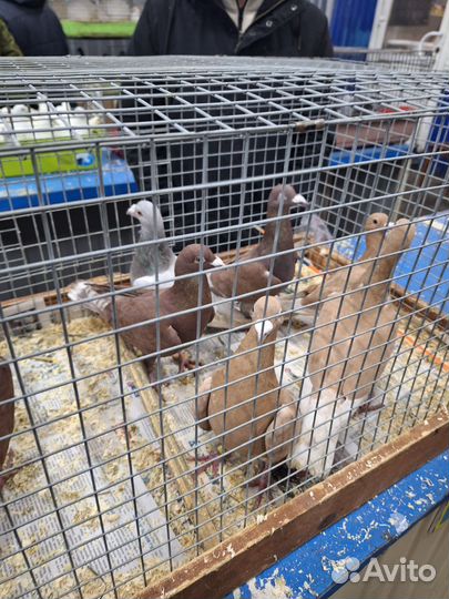 Продажа голубей